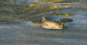 A beautiful rainbow trout cresting the water.