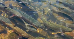 A frenzy of trout swimming up a stream.